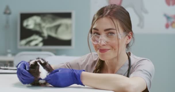 Zamknij się portret uroczej miłej kobiety weterynarz głaskanie świnki morskiej. Lekarz weterynarii w okularach pracujący w szpitalu. Pojęcie opieki nad zwierzętami domowymi, weterynaryjne, zdrowe zwierzęta. — Wideo stockowe