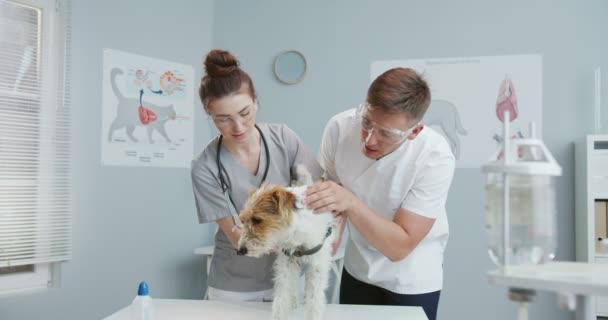 수컷과 암컷 수의사의 중간 계획은 수의사의 영역내의 검진 테이블에서 수술을 위해 개를 준비하는 것이다. 팀워크. 애완 동물, 수의사, 건강 한 동물의 개념. — 비디오