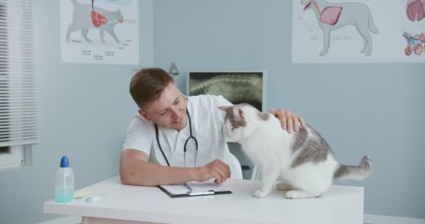 Close up of veterinarian sitting at desk in veterinary clinic and stroking cat then begining to fill out documents write down the diagnosis while the cat sitting on the examination table. — Stock Video