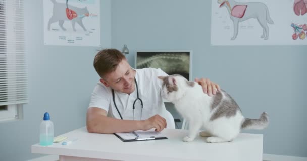 Nahaufnahme des Tierarztes, der am Schreibtisch in der Tierklinik sitzt und Katze streichelt, dann beginnt, Dokumente auszufüllen und die Diagnose aufzuschreiben, während die Katze auf dem Untersuchungstisch sitzt. — Stockvideo