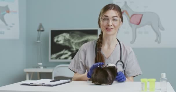 Rencana tengah dokter hewan wanita dengan kacamata dan sarung tangan medis merekam video blog, berbicara melalui webcam. Blogger merekam video tentang babi Guinea. Konsep perawatan hewan peliharaan, dokter hewan. — Stok Video