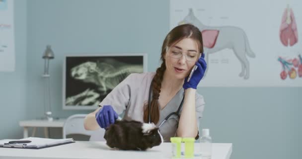 Veterinarian sitting in hospital stroking Guinea pig, speaking on phone. Girl in medical suit with stethoscope, blue gloves, glasses having conversation on smartphone. Concept pets care, veterinary. — Stock Video
