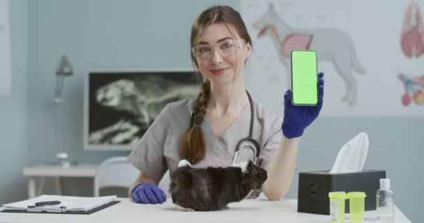 Veterinario sentado en el hospital acariciando cobaya y mostrando greenscreen de teléfono. Chica en traje médico con estetoscopio, guantes azules, gafas con teléfono inteligente. Pantalla vertical. — Vídeos de Stock