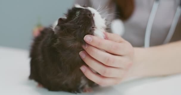 Primer plano del retrato de conejillo de indias colocado en la mesa de examen veterinario. Mujer en uniforme médico examina acariciar mascota. Concepto de cuidado de mascotas, veterinaria, animales sanos. — Vídeos de Stock