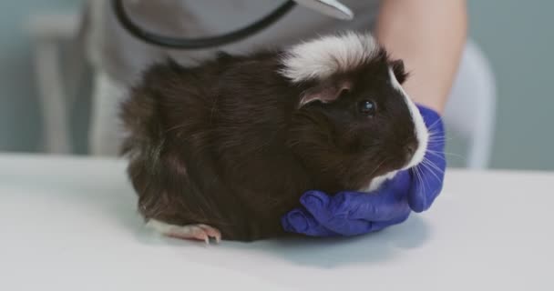 Primer plano del retrato de conejillo de indias colocado en la mesa de examen veterinario. Mujer en uniforme médico y guantes azules examina mascota con estatoscopio. Concepto de cuidado de mascotas, veterinaria, animales sanos. — Vídeos de Stock