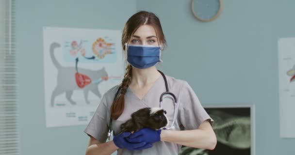 Woman veterinarian with medical mask and gloves holding furry Guinea pig in arms after examination at veterinary clinic. Vet woman standing in medical suit with stethoscope — Stock Video