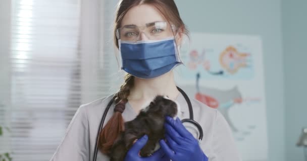 Закрыть ветеринара в медицинской маске и перчатках с пушистым подопытным кроликом на руках после осмотра в ветеринарной клинике. Ветеринар, стоящая в медицинском костюме со стетоскопом и очками. — стоковое видео