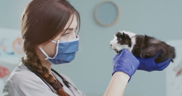 Detailní záběr ženského veterinárního lékaře s lékařskou maskou a rukavicemi drží chlupaté Guinea prase hladí a dívá se do kamery. Veterinář v lékařském obleku se stetoskopem. Pojetí péče o zvířata, veterinární. — Stock video