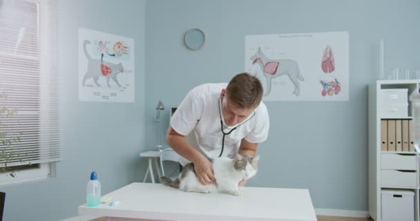 Prostřední plán mužského veterinárního lékaře kontrolujícího kočku stetoskopem. Veterinární lékař vyšetřuje zvíře. Hansome pracuje v lékařském obleku, dívá se do kamery. Pojetí péče o zvířata v zájmovém chovu, veterinární, zdravá zvířata. — Stock video