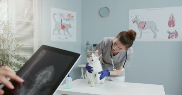 Joven hermosa veterinaria femenina examina a un gato en una mesa de examen en una clínica veterinaria, mientras que su colega de rayos X de mejilla en una tableta. Concepto de cuidado de mascotas, veterinaria, animales sanos. — Vídeos de Stock