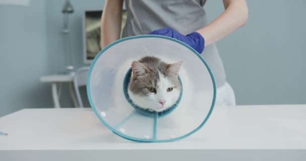 Close up de gato com colarinho elizabetano Vet que coloca na mesa de exame veterinário. Mulher de uniforme médico com luvas azuis examina gato. Conceito de cuidados de animais de estimação, veterinária, animais saudáveis. — Vídeo de Stock