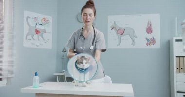 Veteriner, Elizabeth dönemi tasmalı kediyi klinikte muayene ediyor. Veteriner felçleri, veteriner muayene masasında duran evcil hayvanları sakinleştirir. Kedi kaçmaya çalışıyor. Hayvan bakımı, veterinerlik, sağlıklı hayvanlar..