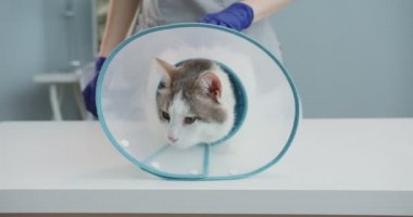 Veteriner Elizabethan tasmalı kedi portresi veteriner muayene masasında yatıyordu. Mavi eldivenli bir kadın kediyi muayene ediyor. Evcil hayvan bakımı, veterinerlik, sağlıklı hayvanlar.