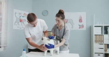 Erkek ve kadın veterinerlerin orta planı bir veteriner kliniğindeki muayene masasında kediyi incelemek. Takım çalışması. Evcil hayvan bakımı, veterinerlik, sağlıklı hayvanlar.