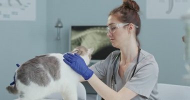 Kadın veteriner kediyi veteriner kliniğinde muayene masasında muayene ederken arka planda erkek veteriner de eldiven takıp ameliyata hazırlanıyor..