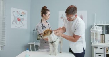 Erkek ve kadın veterinerlerin veteriner kliniğindeki muayene masasında köpek sıcaklığını ölçmeleri. Takım çalışması. Evcil hayvan bakımı, veterinerlik, sağlıklı hayvanlar.