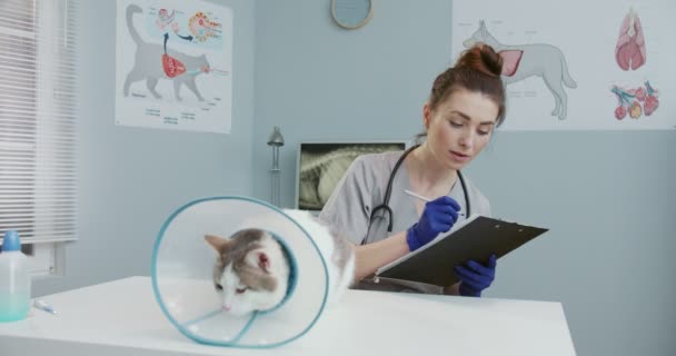 Weterynarz siedzi w szpitalu głaskając kota podczas pisania dokumentów i patrząc na kota. Kot z kołnierzem Vet elżbietańskim na stole do badań weterynaryjnych. Pojęcie opieki nad zwierzętami domowymi, weterynaria. — Wideo stockowe