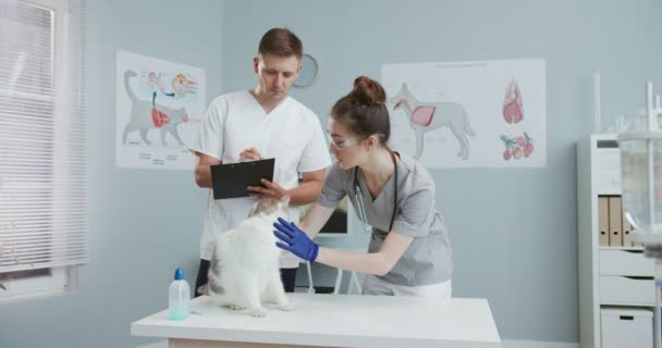 Biträdande veterinär skriva information diagnoser i dokumentation, hålla mapp med dokument i händerna medan kvinnlig läkare-veterinär undersöker katt på veterinärkliniken. — Stockvideo