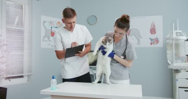 Maschio assistente veterinario scrittura di informazioni diagnostiche nella documentazione, tenendo cartella con i documenti in mano mentre il medico-veterinario femminile esamina lo stomaco del gatto nella clinica veterinaria. — Video Stock