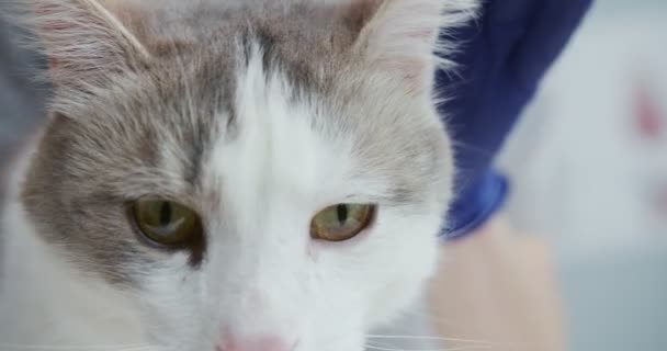 Close up retrato de gato doente triste sentado na mesa de exame veterinário. Mulher de uniforme médico com luvas azuis examina gato. Conceito de cuidados de animais de estimação, veterinária, animais saudáveis. — Vídeo de Stock