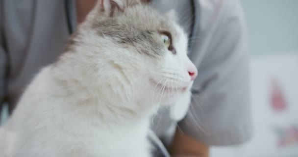 Közelkép az állatorvosi vizsgálóasztalon ülő macskáról. A kék kesztyűs orvosi egyenruhás nő macskát vizsgál. A kedvtelésből tartott állatok gondozásának fogalma, állatorvosi, egészséges állatok. — Stock videók