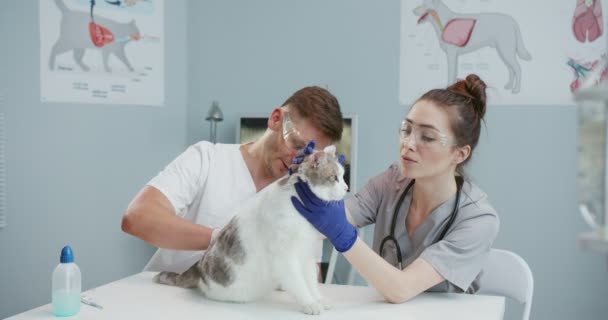 Střední plán ženského veterináře v modrých lékařských rukavicích a statoskop zkoumá kočku na vyšetřovacím stole na veterinární klinice s mužským veterinárním lékařem v lékařských rukavicích a brýlích. Týmová práce. — Stock video
