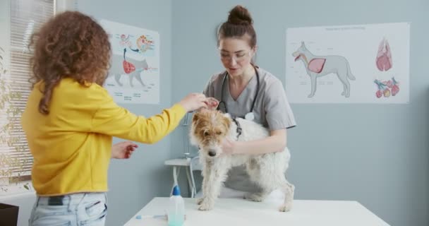 O proprietário do cão, bela menina encaracolada em suéter amarelo, trouxe o animal de estimação à nomeação de médicos na clínica veterinária. Cão fica na mesa de exame, enquanto veterinário feminino em forma de estatoscópio examina. — Vídeo de Stock
