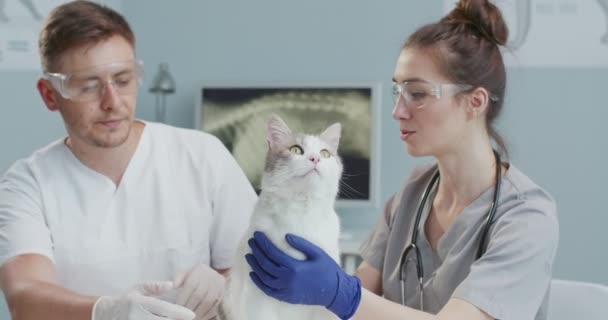 Close up of female veterinarian in blue medical gloves and a stethoscope examines a cat on an examination table in a veterinary clinic with male veterinarian in medical gloves and glasses. Teamwork. — Stock Video