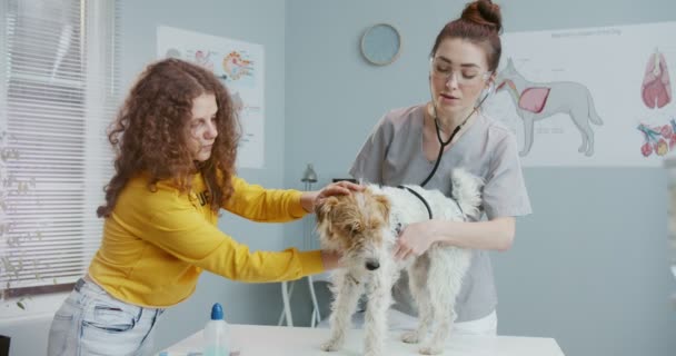 Vacker lockig flicka i gul tröja, håller husdjur på läkare tid på veterinärkliniken. Hund står på undersökningsbordet medan kvinnlig veterinär i form med statoskop undersöker det. — Stockvideo