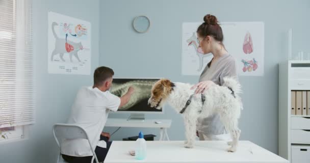 Ung vacker kvinnlig veterinär undersöker en hund på ett undersökningsbord på en veterinärklinik medan hennes kollega kindröntgen på datorn bakom. Begreppet sällskapsdjur vård, veterinär, friska djur. — Stockvideo