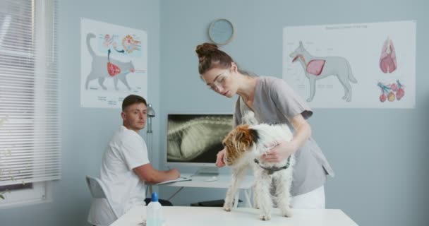 Ung veterinär står på kontoret prepearing hund för kirurgi på undersökningsbordet på kliniken medan manliga veterinären sitter vid skrivbordet med röntgen på datorn. Begreppet sällskapsdjur vård, veterinär, friska djur. — Stockvideo