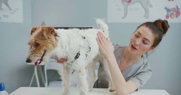 Primer plano del médico veterinario examinar la salud del perro en la clínica. Mujer acaricia mascota y se calma en la mesa de examen veterinario. Concepto de cuidado de mascotas, veterinaria, animales sanos. — Vídeos de Stock