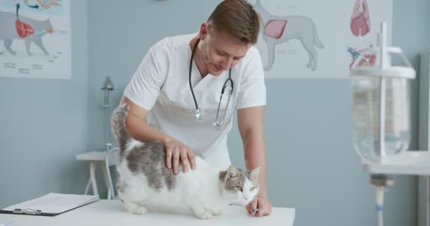 Средний план счастливой кошки при назначении ветеринаров стоя на столе осмотра и нюхая. Мужчина-ветеринар гладит и успокаивает кошку. Концепция ухода за животными, ветеринария. — стоковое видео