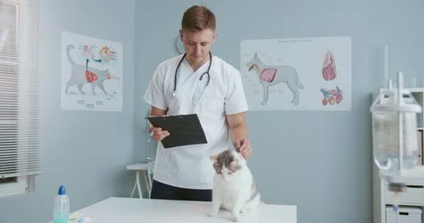 Mellanplan för manlig veterinär stående på sjukhus medan du skriver i dokument diagnoser och tittar på katt. Katt sittande på veterinärbesiktningsbordet. Begreppet sällskapsdjur vård, veterinär. — Stockvideo