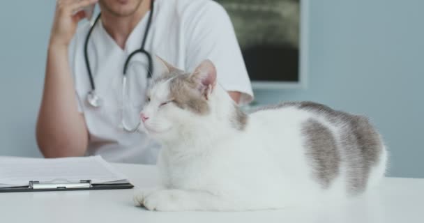 Αρσενικό κτηνίατρο σε νοσοκομείο χαϊδεύει γάτα, μιλώντας στο τηλέφωνο. Ο άνθρωπος με την ιατρική στολή με στηθοσκόπιο έχει συνομιλία oh smartphone και συγγραφή εγγράφων. Έννοια της φροντίδας κατοικίδιων ζώων, κτηνιατρική. — Αρχείο Βίντεο
