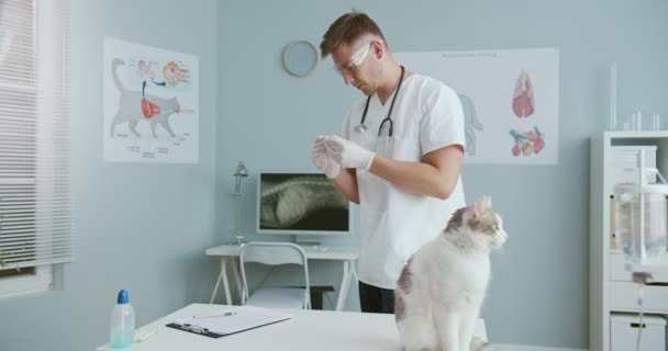 Vétérinaire en lunettes et gants mesurant la température des chats, note les résultats dans les documents. Médecin gardant la documentation à la clinique vétérinaire. Concept de soins pour animaux, vétérinaire, animaux en bonne santé. — Video