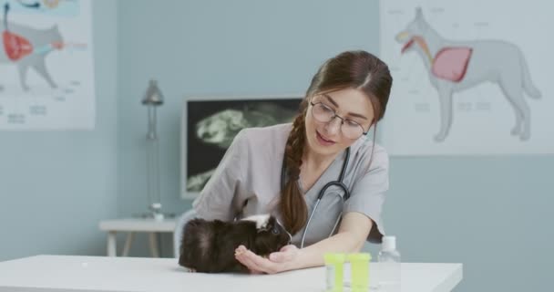 Vacker kvinnlig veterinär med långt hår och glasögon undersöker en marsvin i receptionen. Djuret slickar och sniffar läkares händer. Begreppet sällskapsdjur vård, veterinär, friska djur. — Stockvideo