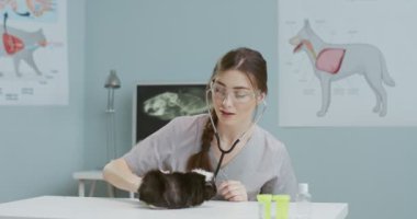 Tıbbi koruma gözlüklü güzel kadın veterinerin steteskop takıp veteriner hastanesindeki kobayları incelemeye başlaması. Evcil hayvan bakımı, veterinerlik, sağlıklı hayvanlar.