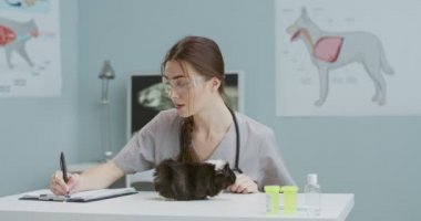 Gözlüklü bir veterinerin hastanede oturup doküman tanıları yazması. Veteriner muayene masasında yatan kobay faresi. Hayvan bakımı ve veterinerlik kavramı.