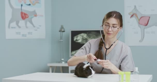 Środkowy plan kobiety weterynarii zaczyna sprawdzać świnkę morską stetoskopem. Lekarz weterynarii bada zwierzaka i głaska go. Szczęśliwa dziewczyna w okularach pracująca w szpitalu. Pojęcie opieki nad zwierzętami domowymi, weterynaria. — Wideo stockowe