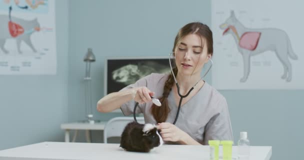 El plan medio del veterinario hermoso femenino que se pone el estetoscopio y comienzan a examinar el cerdo de indias en el hospital veterinario. Concepto de cuidado de mascotas, veterinaria, animales sanos. — Vídeo de stock