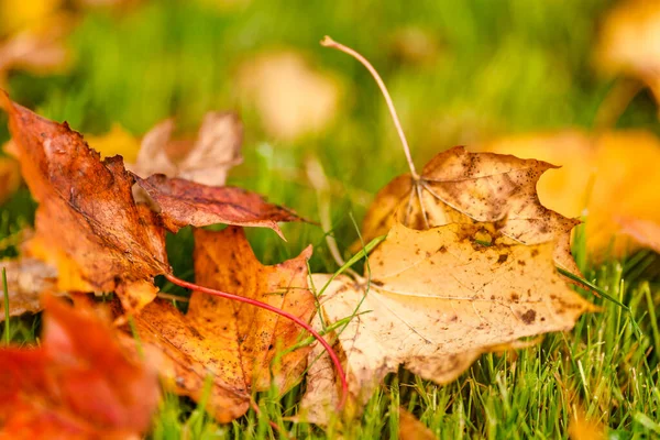 Autumn Leaves Green Grass Royalty Free Stock Images