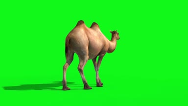 Deve ölür geri yeşil ekran 3d render animasyonlar