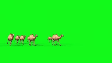 Camel grubu çalıştırır yeşil ekran açık 3d render animasyonlar