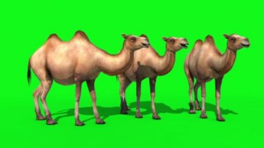 Develer boşta yeşil ekran 3d render animasyon grubu