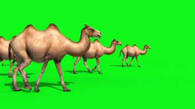 Yeşil ekran 3d render animasyon grubu deve yürür