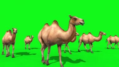 Grup deve yürür yeşil ekran ön 3d render animasyonlar