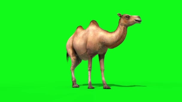 Camel Muere Frente Pantalla Verde Renderizaciones Animaciones — Vídeo de stock