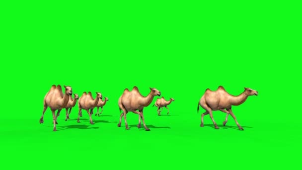 Grupo Camellos Ejecuta Pantalla Verde Frente Las Representaciones Animaciones — Vídeo de stock