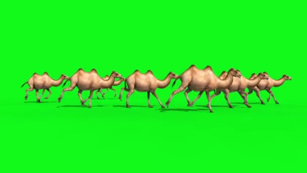 Grupo Camellos Runcycle Pantalla Verde Renderizaciones Animaciones Loop — Vídeo de stock